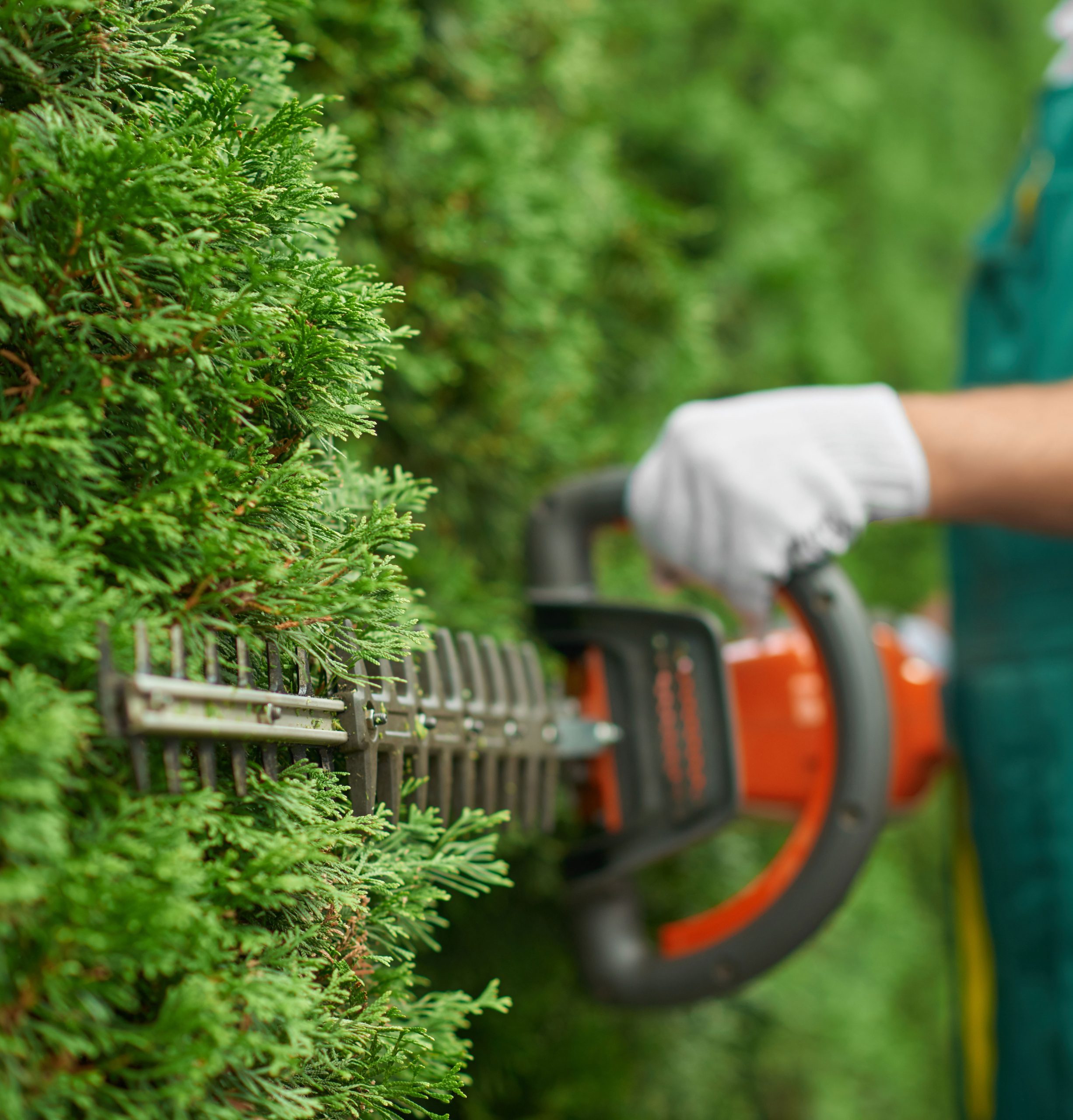 Entretien de jardin pelouse et taille de haie dans le Haut-Rhin: taillage-haie Entretien de jardin pelouse et taille de haie dans le Haut-Rhin: taillage-haie haie dans le Haut-Rhin
