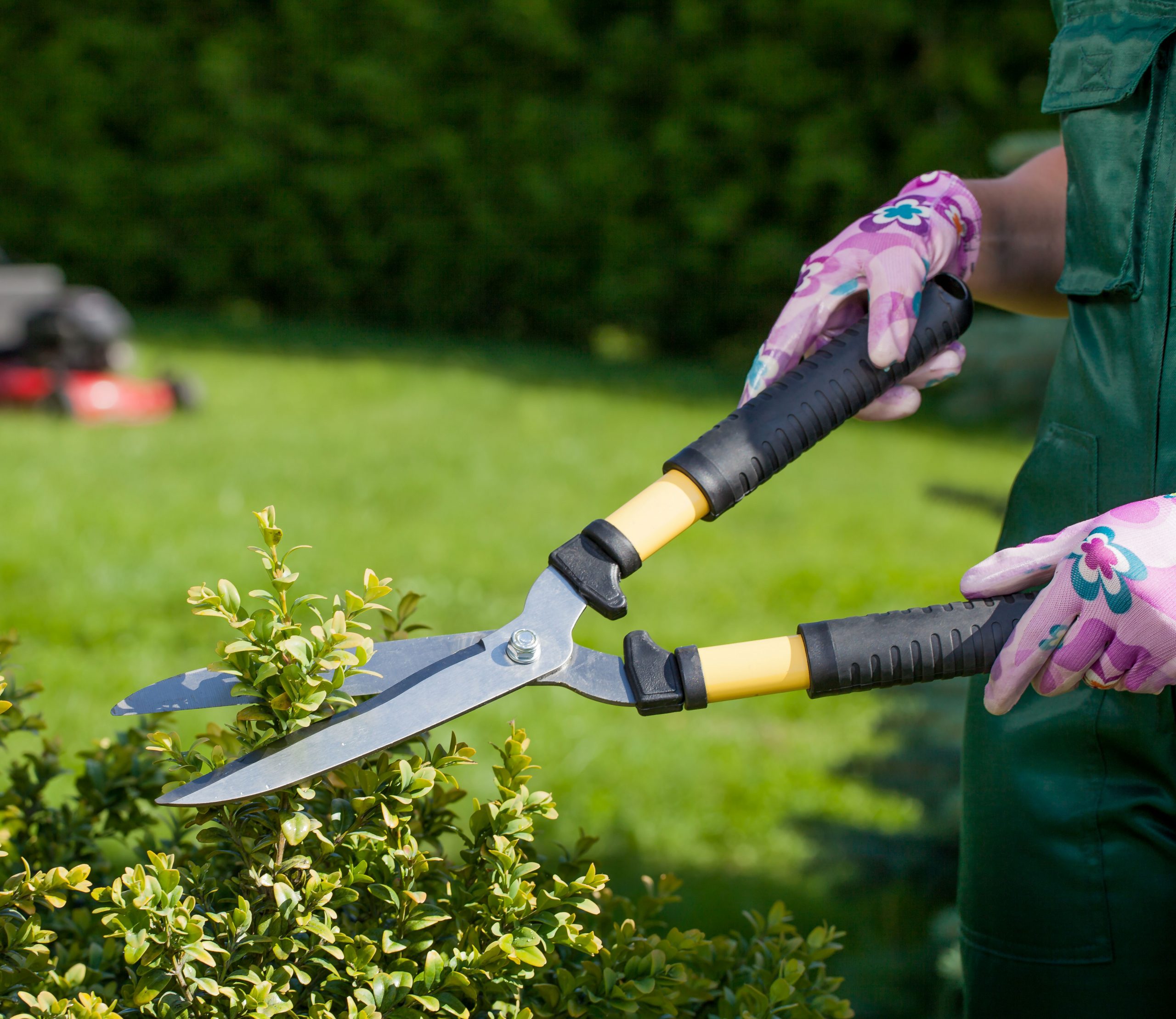 Entretien de jardin pelouse et taille de haie dans le Haut-Rhin: taillage-haie Entretien de jardin pelouse et taille de haie dans le Haut-Rhin: taillage-haie